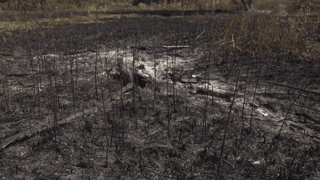 Вражеская диверсия или прихоти погоды: Луганщина снова в огне