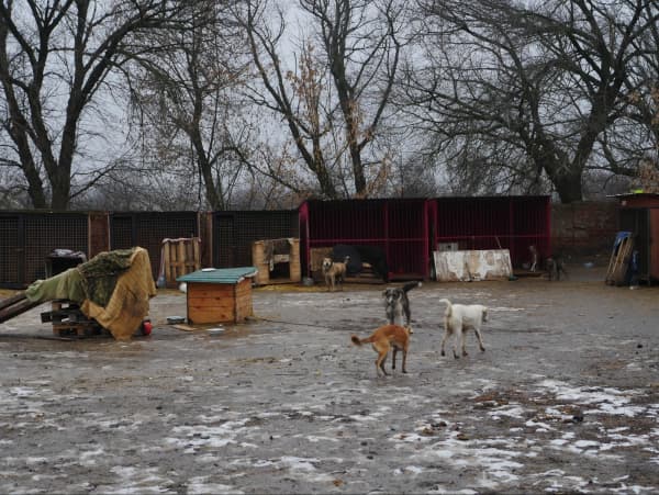 Садисты вокруг нас. В Славянске орудуют живодеры