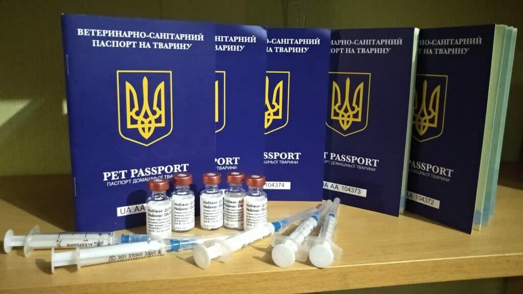 “Покупка животных без документов — это поддержка бизнеса на крови”: мариупольская заводчица о разведении котов