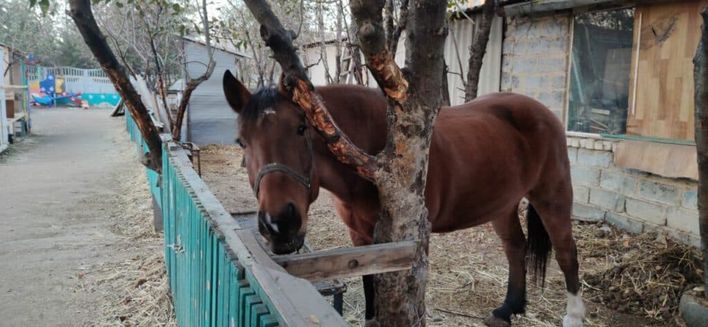 Ближе к природе: в Славянске открылся мини-зоопарк