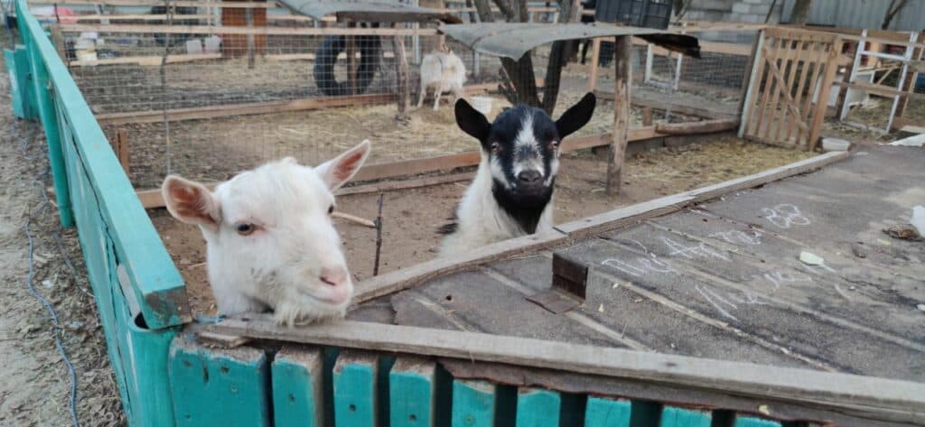 Ближе к природе: в Славянске открылся мини-зоопарк