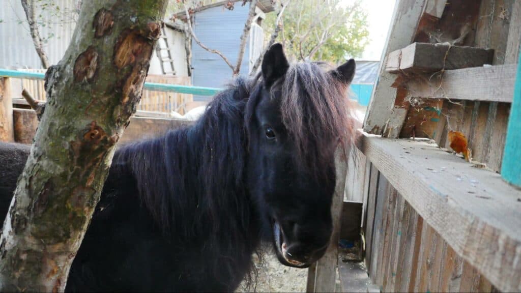 Ближе к природе: в Славянске открылся мини-зоопарк