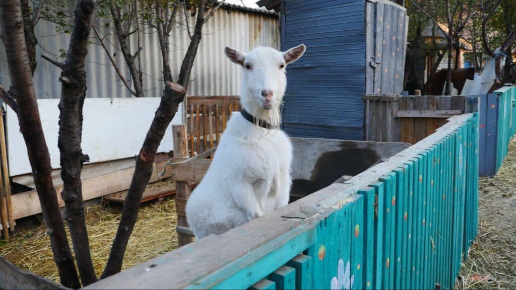 Ближе к природе: в Славянске открылся мини-зоопарк