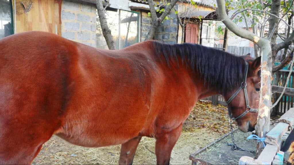 Ближе к природе: в Славянске открылся мини-зоопарк