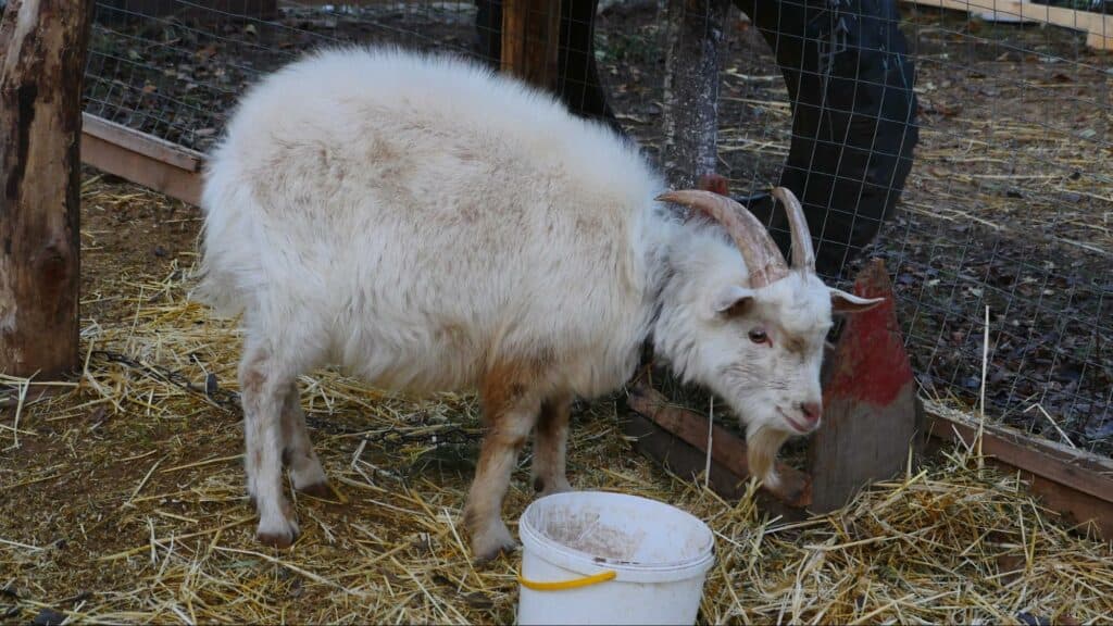 Ближе к природе: в Славянске открылся мини-зоопарк