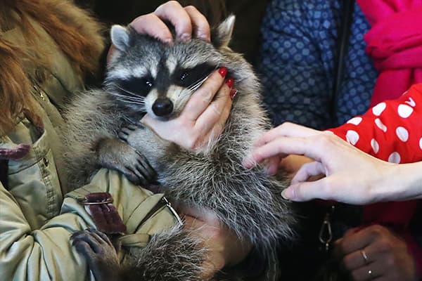 контактный зоопарк