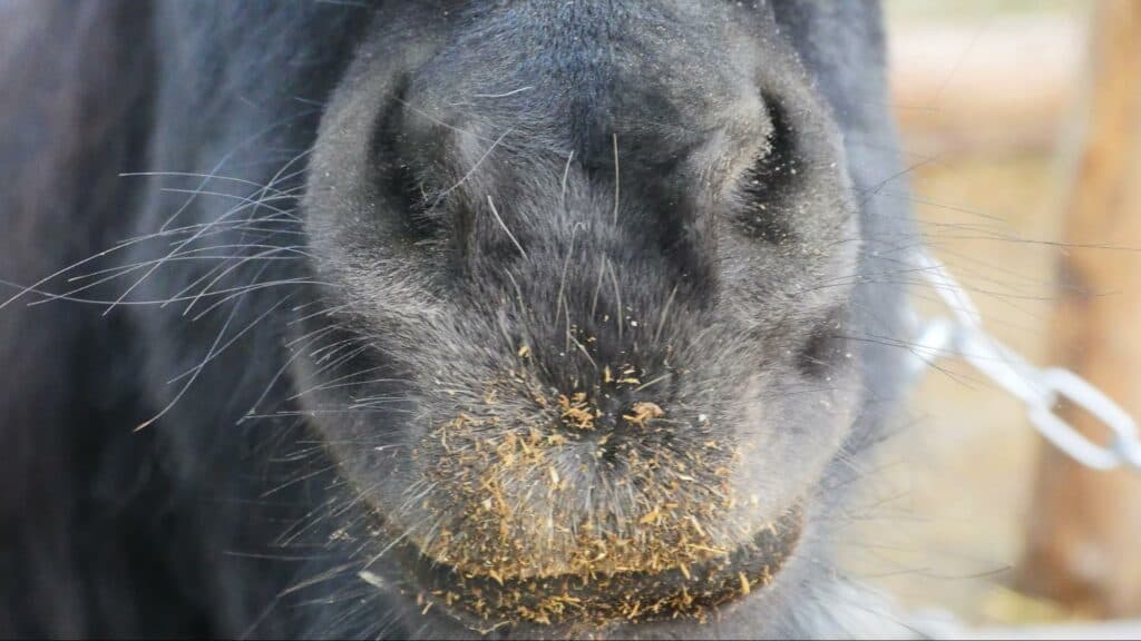 Ближе к природе: в Славянске открылся мини-зоопарк