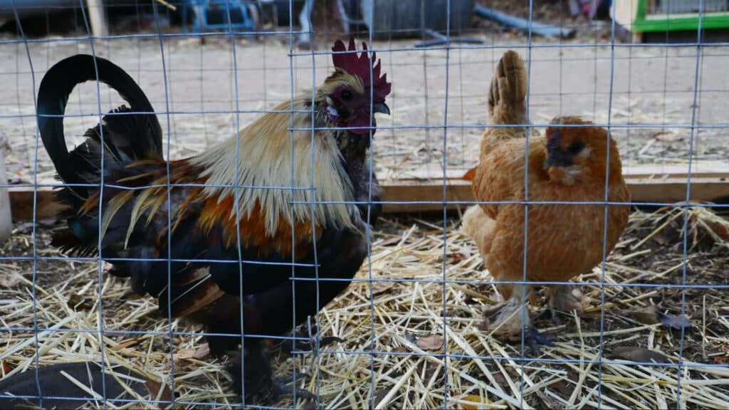 Ближе к природе: в Славянске открылся мини-зоопарк