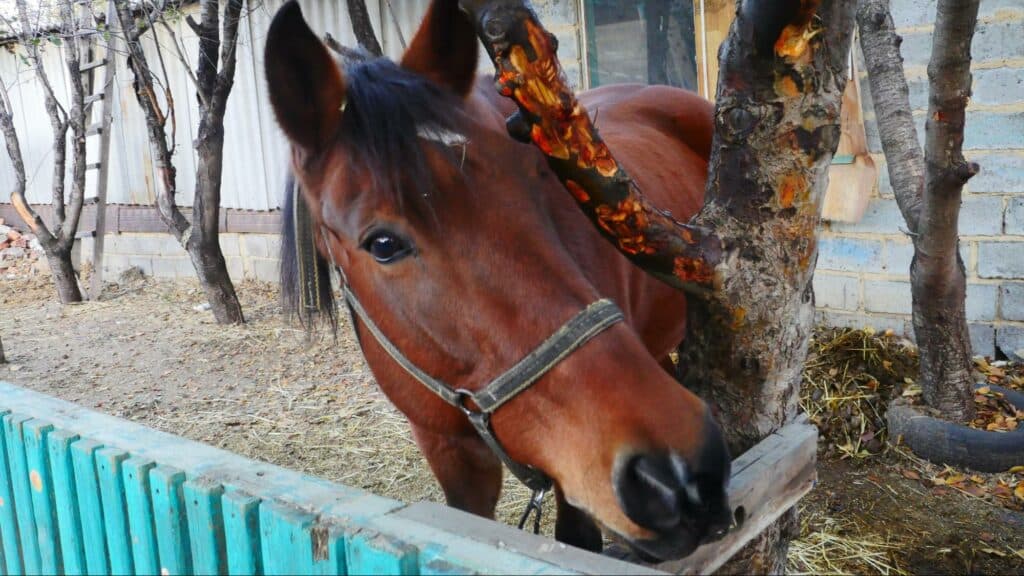 Ближе к природе: в Славянске открылся мини-зоопарк