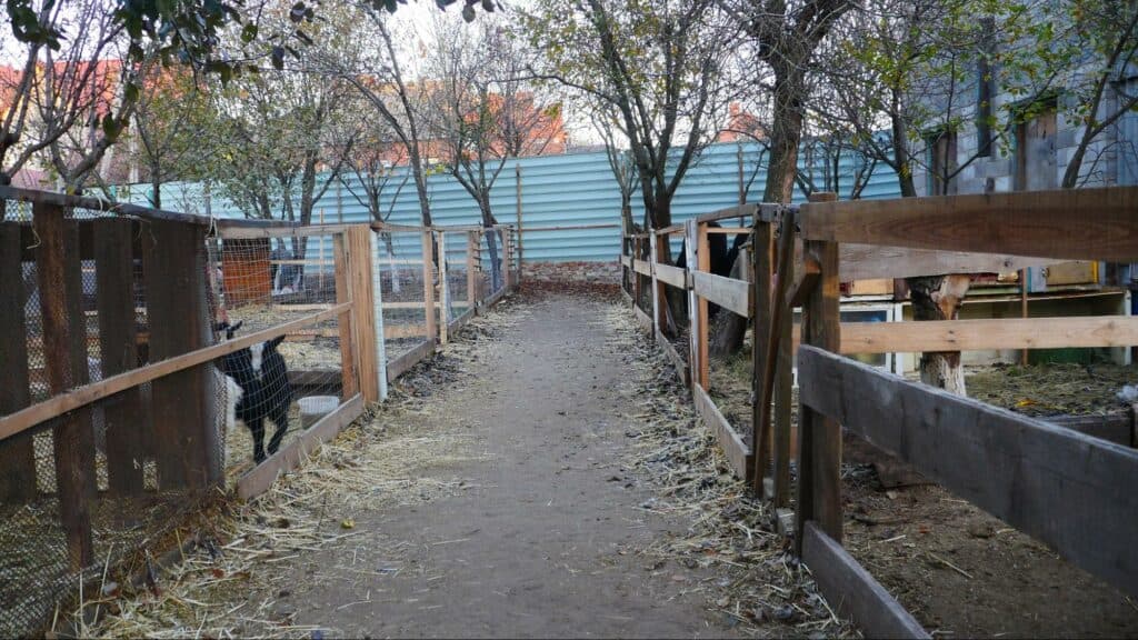 Ближе к природе: в Славянске открылся мини-зоопарк