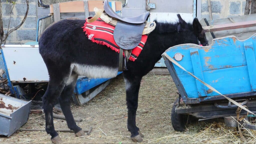 Ближе к природе: в Славянске открылся мини-зоопарк