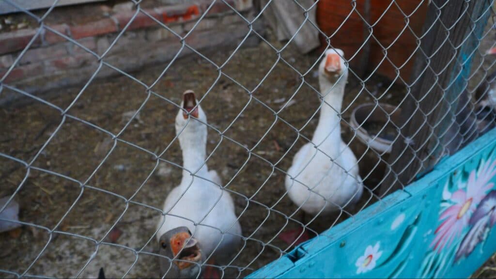 Ближе к природе: в Славянске открылся мини-зоопарк