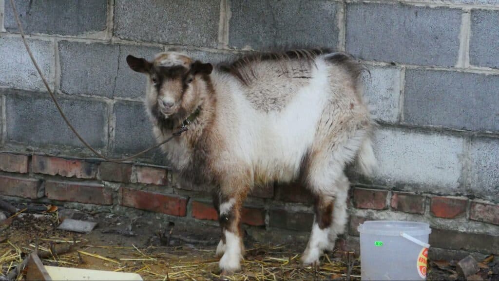 Ближе к природе: в Славянске открылся мини-зоопарк