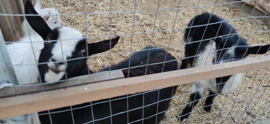 Ближе к природе: в Славянске открылся мини-зоопарк