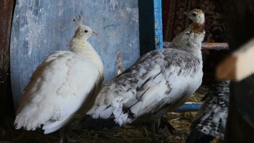 Ближе к природе: в Славянске открылся мини-зоопарк