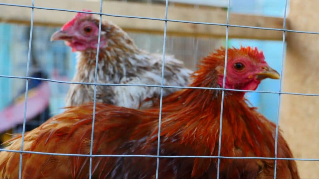 Ближе к природе: в Славянске открылся мини-зоопарк