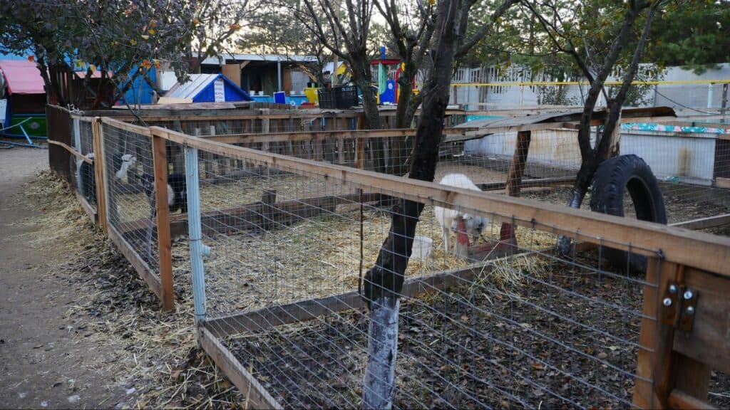 Ближе к природе: в Славянске открылся мини-зоопарк