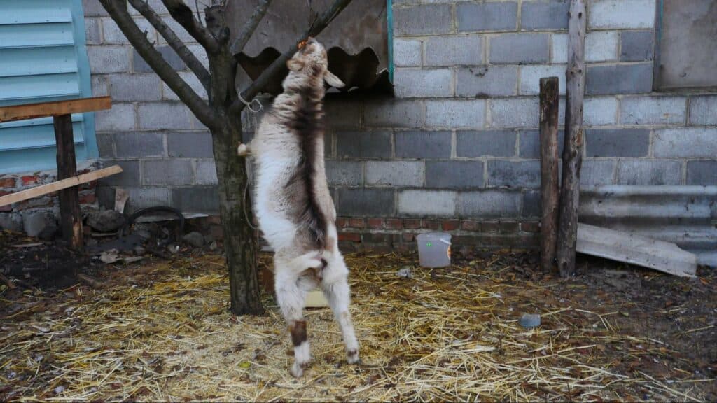 Ближе к природе: в Славянске открылся мини-зоопарк