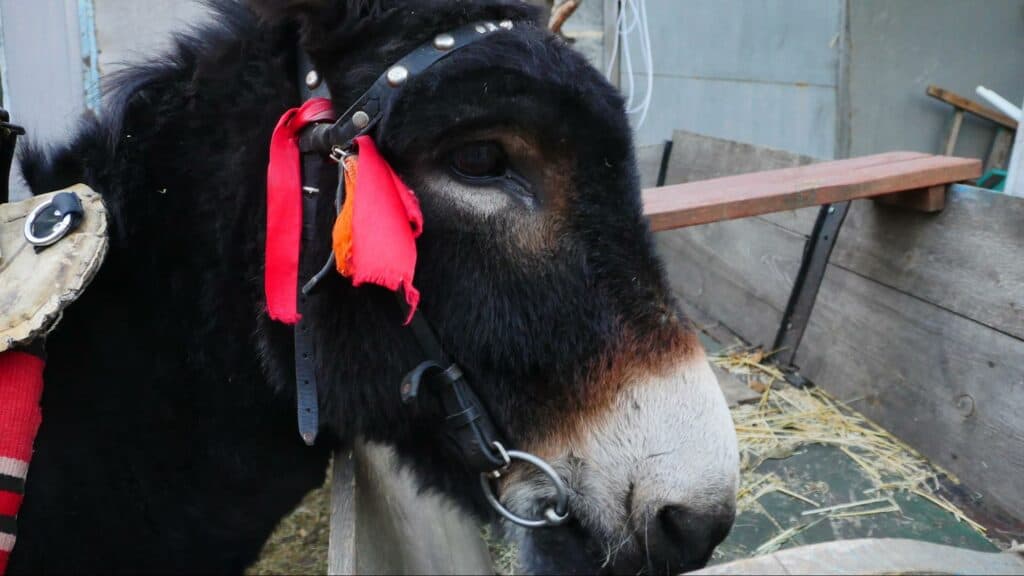 Ближе к природе: в Славянске открылся мини-зоопарк