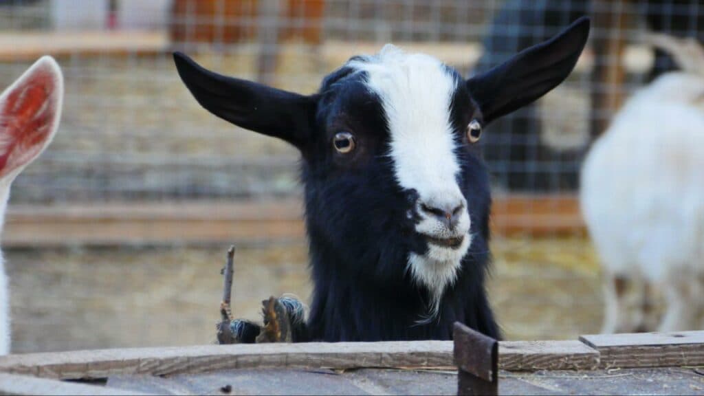 Ближе к природе: в Славянске открылся мини-зоопарк
