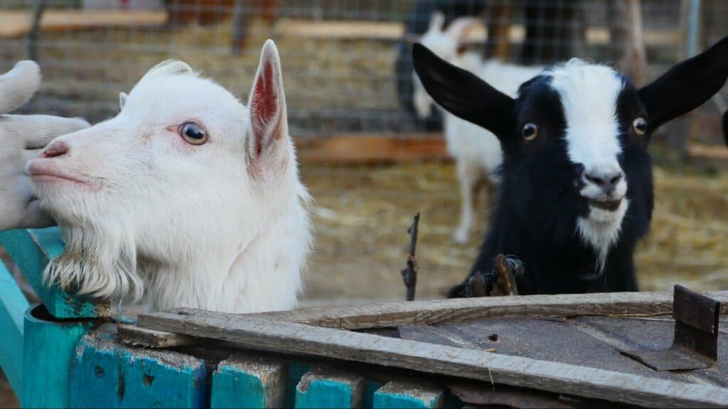 Ближе к природе: в Славянске открылся мини-зоопарк