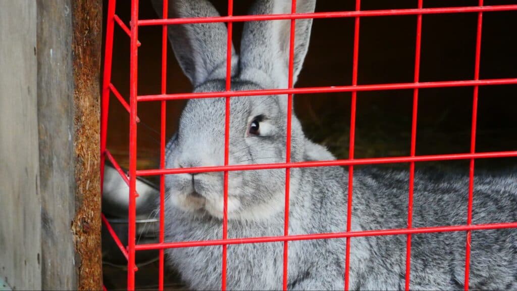 Ближе к природе: в Славянске открылся мини-зоопарк