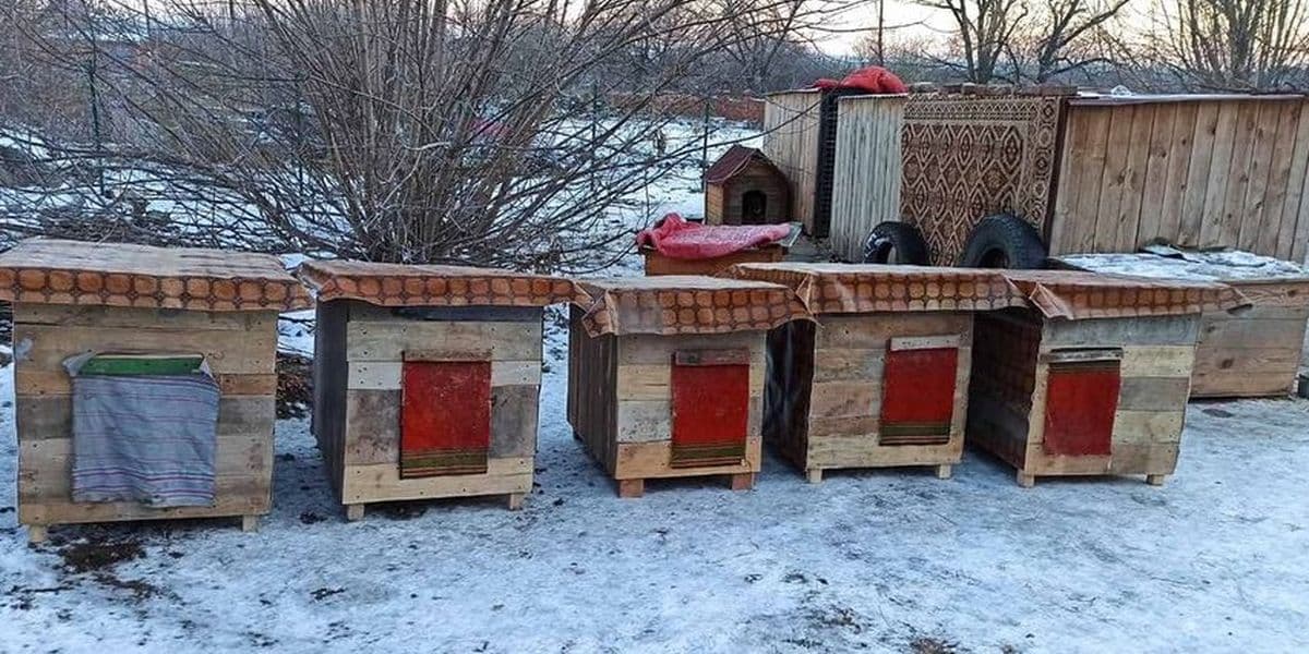 Новые “квартиры” для животных: как жители Славянска помогают бездомным собакам