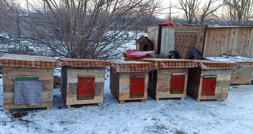 Новые “квартиры” для животных: как жители Славянска помогают бездомным собакам