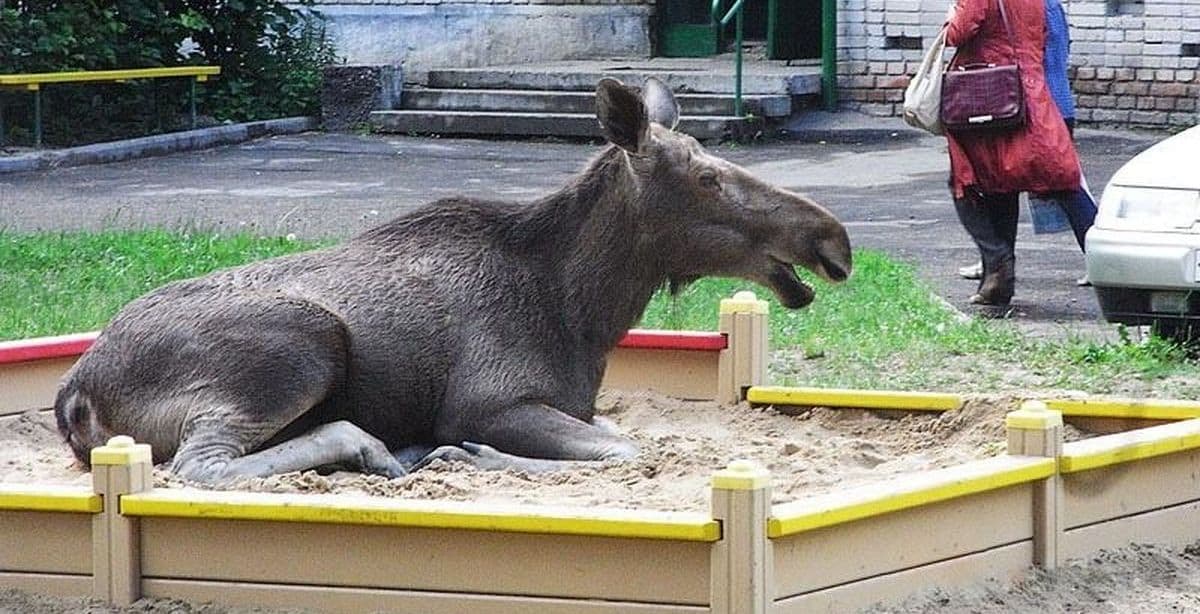 Дикие животные в городах Донетчины. Как спасти и помочь вернуться домой?