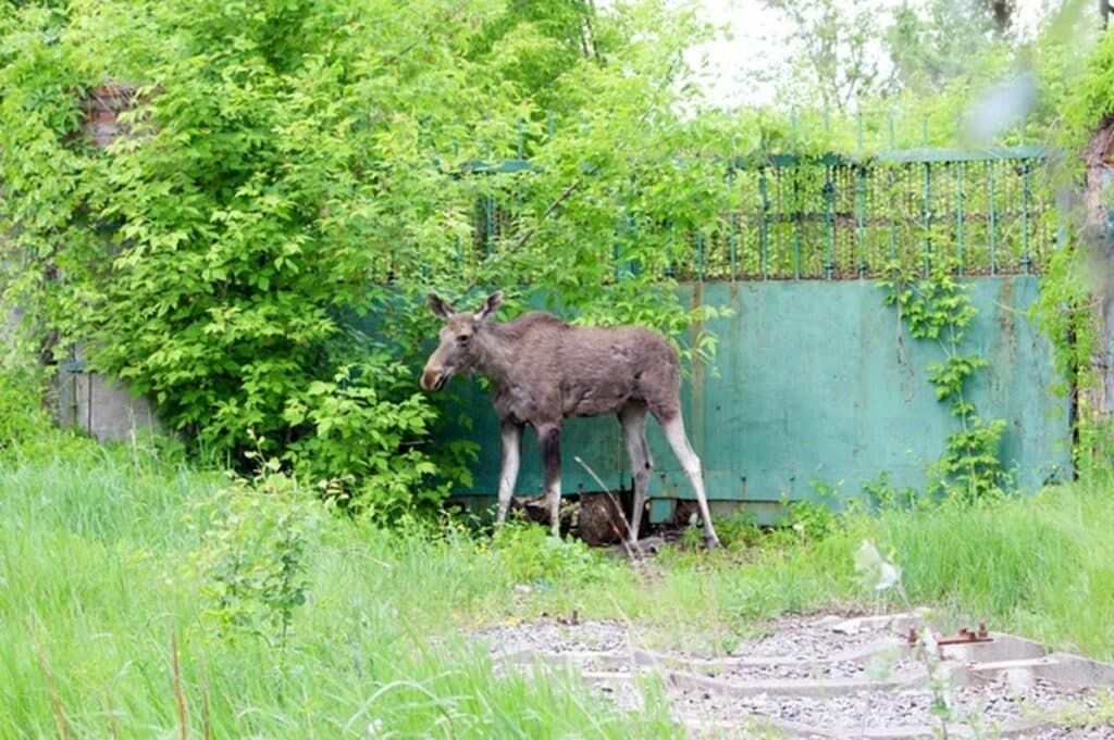 Дикие животные в городах Донетчины. Как спасти и помочь вернуться домой?