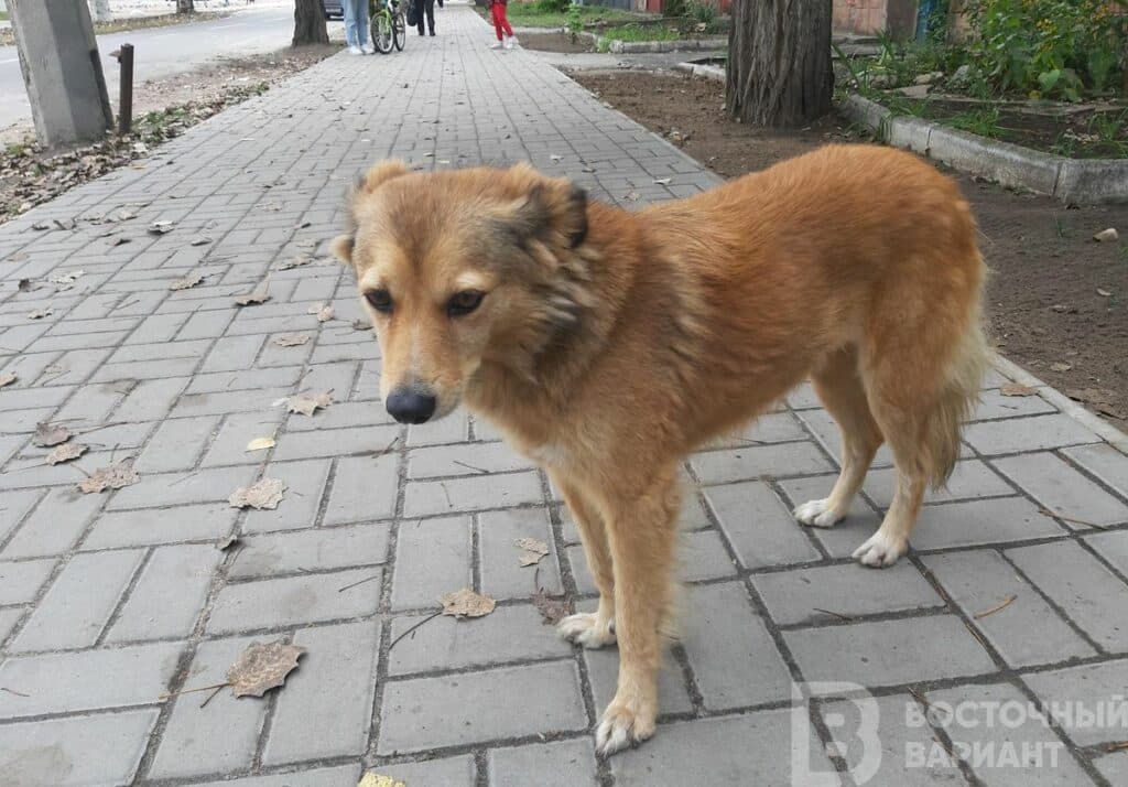собака пес