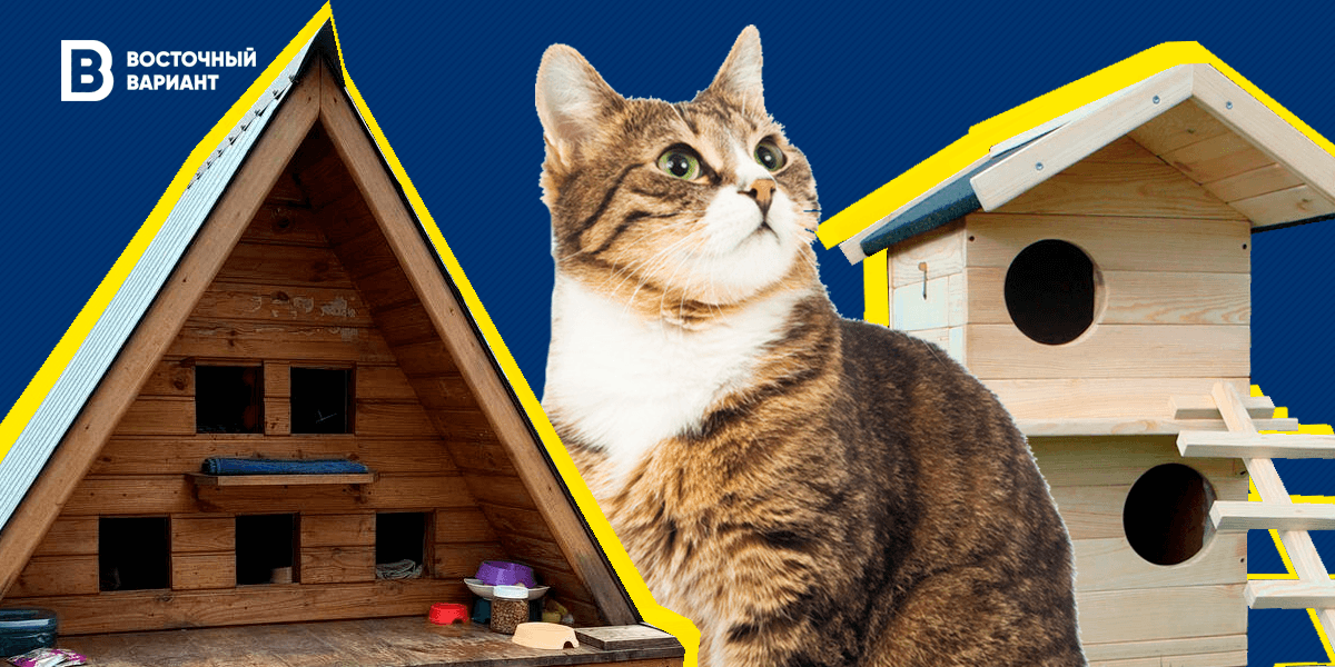 кот дом