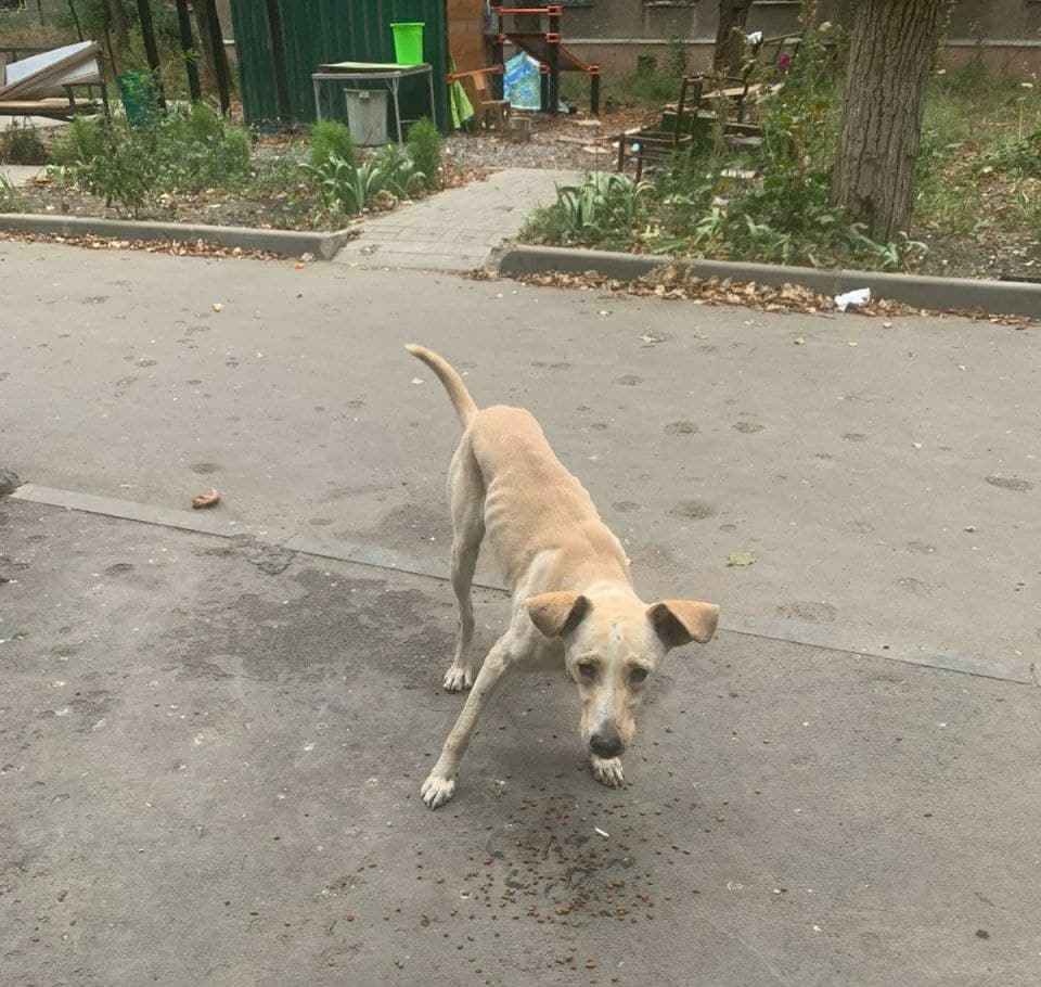 собака мариуполь