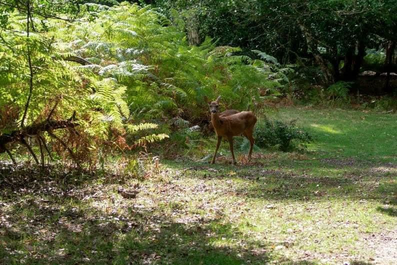 New Forest National Park