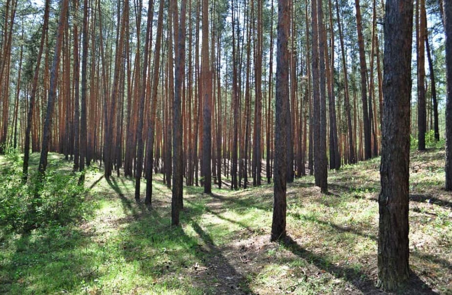 Лиман ліс