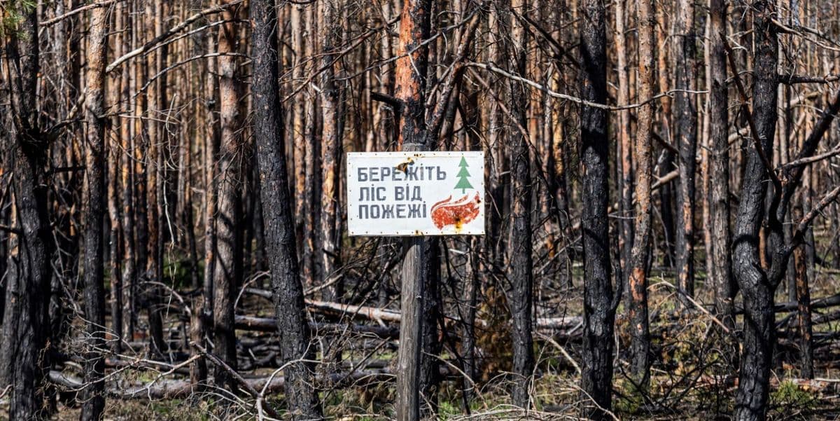 головна ліси