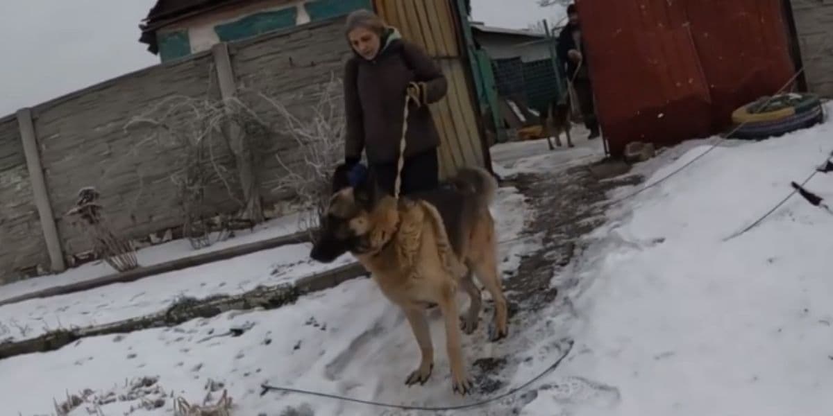 евакуйовані
