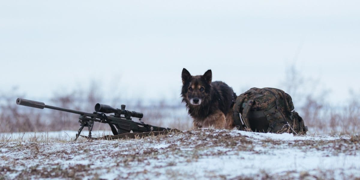 собака з гвинтівкою