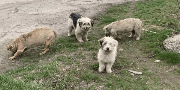 собаки