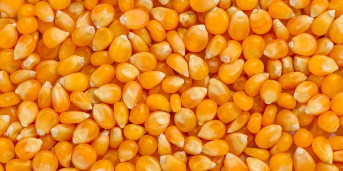 насіння кукурудзи