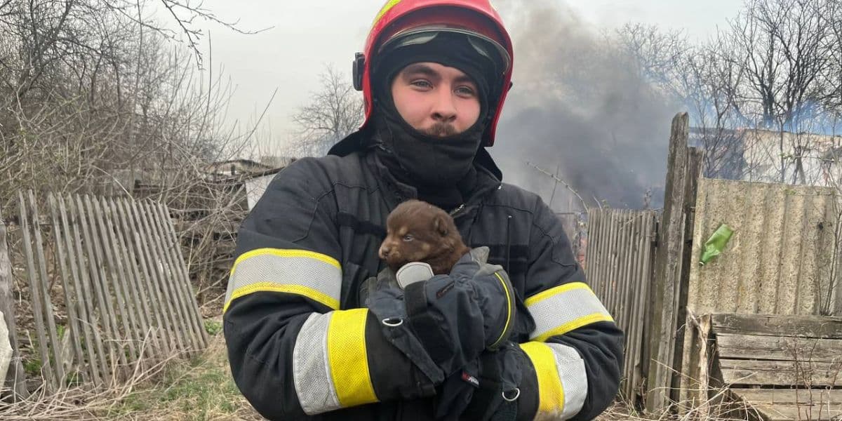 цуценя і дснс
