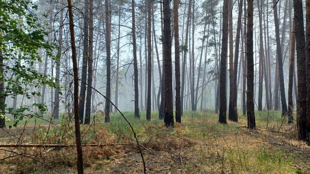 лиманські ліси, пожежа