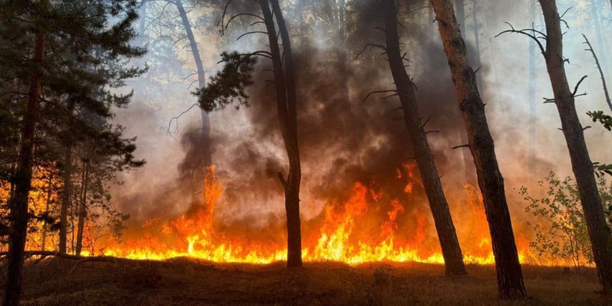 горить лісова підстилка
