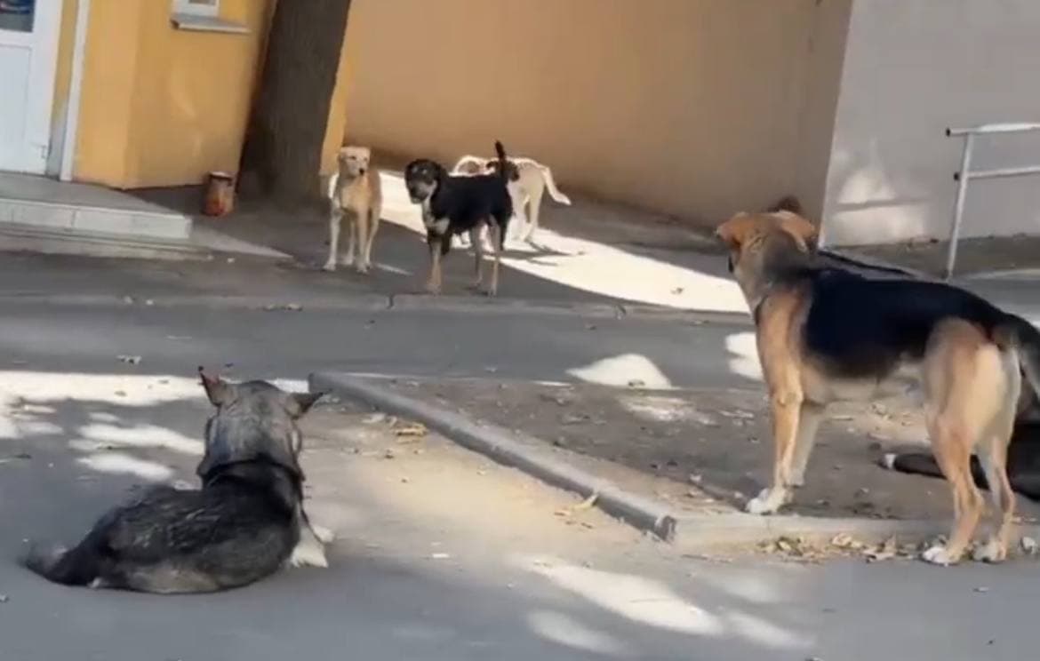 Безпритульні собаки