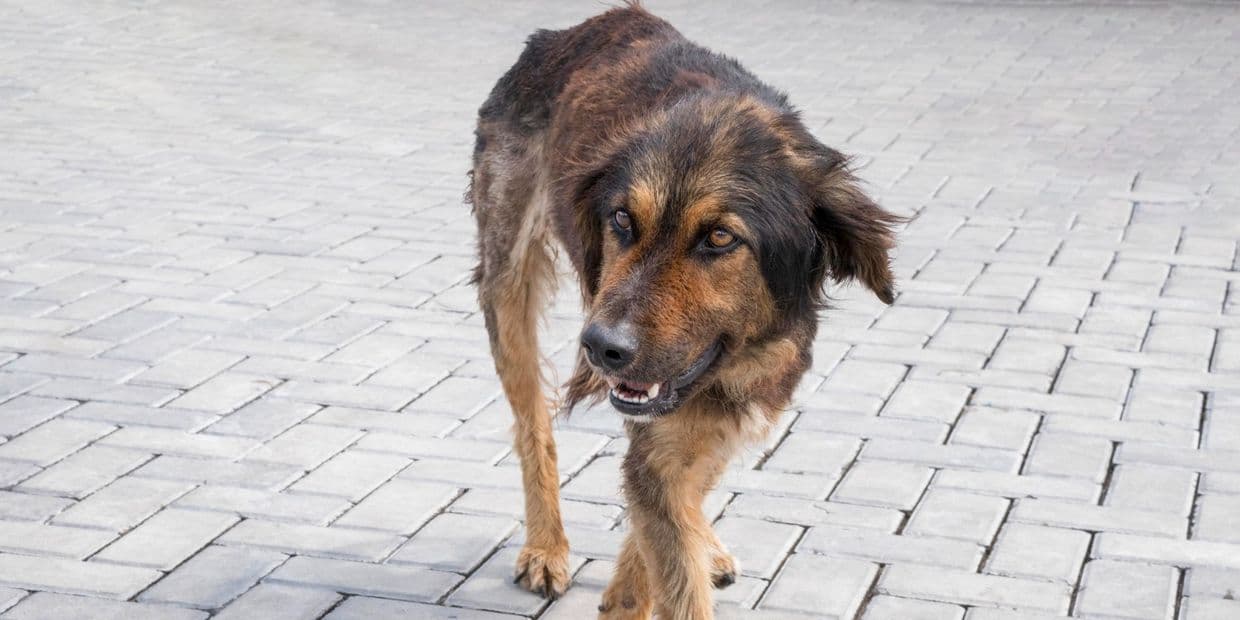 Безпритульний собака.Фото: Freepik