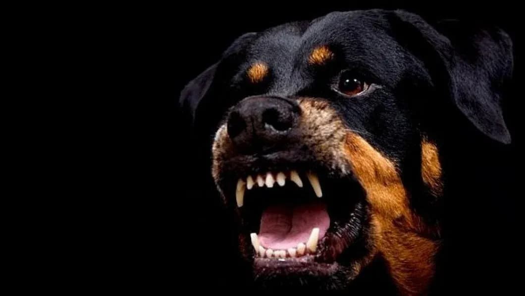 У Краматорську ротвейлер покусав жінку: у неї уламкові переломи обох рук (відео)