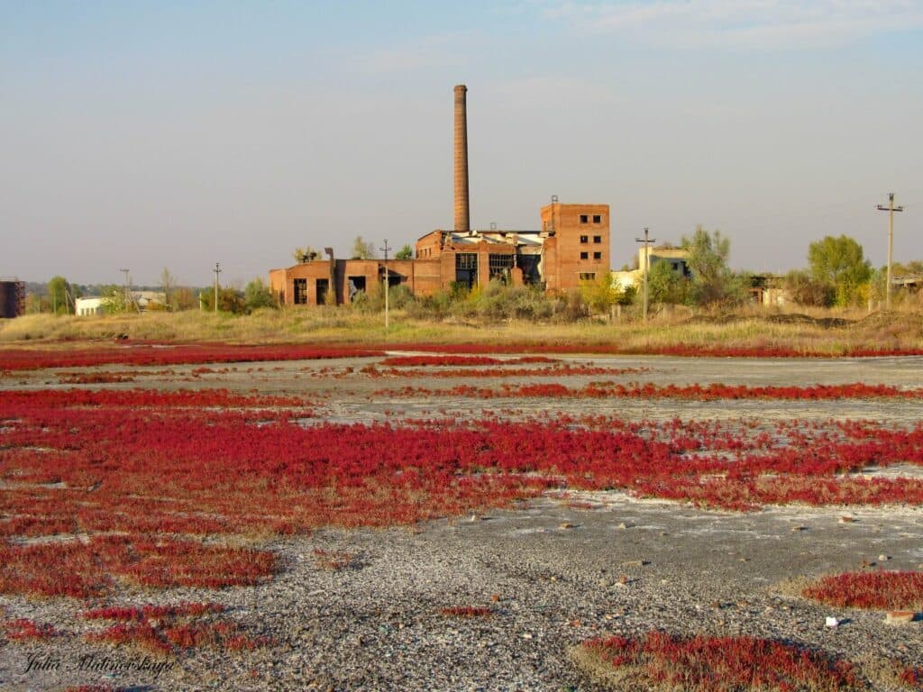 Солерос на Славкурорте