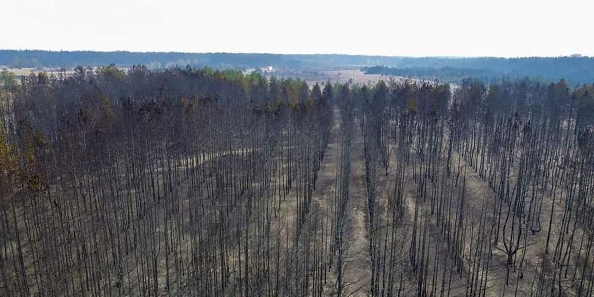 “Втрачаємо дорогоцінний час”: експерти про наслідки пожеж на Луганщині