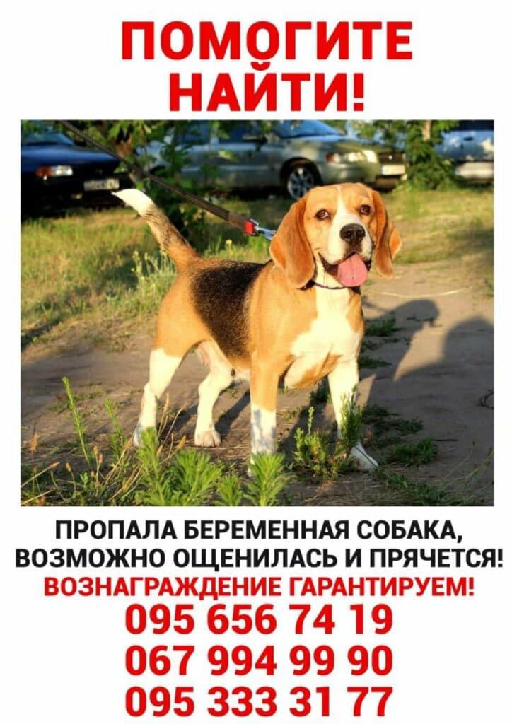 Бигль Лили