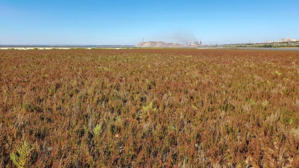 Марсианскими пейзажи Мариуполя вблизи так называемого Зеленого острова делает красноватая трава — солерос. На фоне  — шлаковая гор